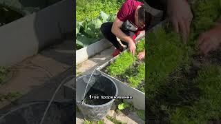 Сделайте это сейчас с морковью #дача #садоводничество #огород #лайфхак #сад #garden
