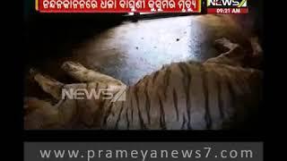 White tiger ‘Kusuma’ dies in Nandankanan Zoo