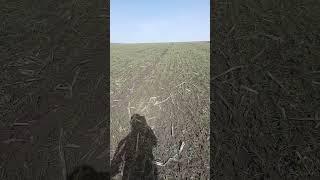 Состояние озимой на 31 марта без подкормки #озимаяпшеница #алексеич #пшеница #подкормка