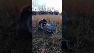 Calling in raccoons with the FOXPRO. Crazy action! #foxpro #raccoon #coyote #hunting #wildlife