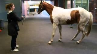 paint horse wobbler syndrome