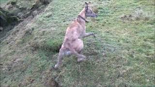 ferreting with the whippet greyhound