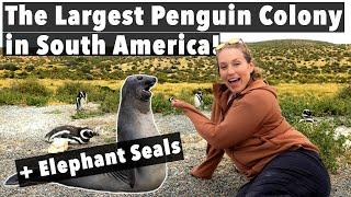 Puerto Madryn PENGUINS! PUNTA TOMBO &  VALDES PENINSULA in Argentina!