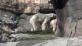 Polar Bear Love #2 of 8