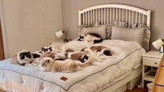 A day of ragdolls in a new home sweet home