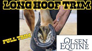 SATISFYING LONG HOOF TRIM