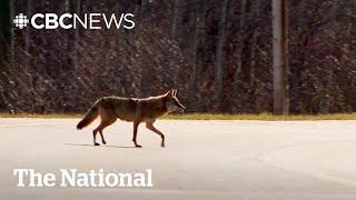 Coyotes causing problems in downtown Toronto neighbourhood