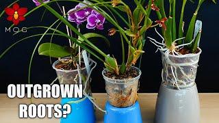 Orchid roots growing outside of the pot! - What I do when repotting