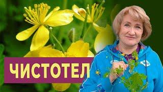 Чистотел – дарующий телу чистоту