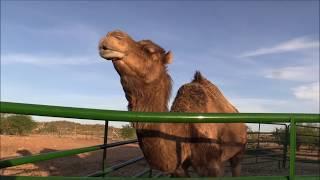 The camels broke another fence! Do camels love triangles? (VLOG)