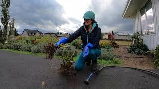 How To Clean & Wash Your Dahlia Tubers For Winter Storage