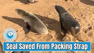 Seal Saved From Packing Strap