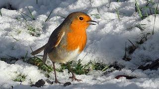 Garden Birds in the Snow | Robin, Wood Pigeon, Blackbird and Dunnock