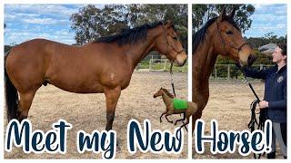 I BOUGHT AN OTTB // Meet my New Horse!