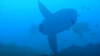 Bali scuba diving - Mola Mola 2011