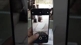 vivo Y29 camera test