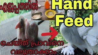 How to  Hand feed a baby pigeon, easy steps/പ്രാവിൻ കുഞ്ഞുങ്ങൾക്ക് എളുപ്പത്തിൽ തീറ്റ കൊടുക്കാം