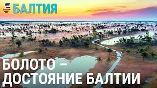 Болото – национальное достояние | БАЛТИЯ