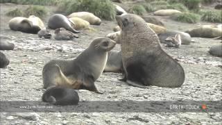 Fur seal mating ritual