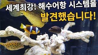 해수어 복어어항 가격대비 여과력 최강의 시스템으로 세팅하는 방법!