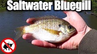 Saltwater Bluegill & Catfish? Fishing with Shrimp In Brackish Water