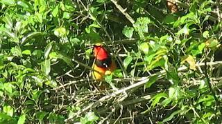 Gorgeous bush-shrike calling, St Lucia South Africa