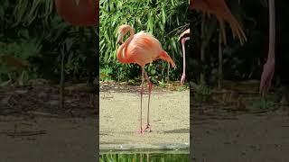  "Pink elegance the greater flamingos soaring high nature's "#Greater Flamingo#shortvideo #nature