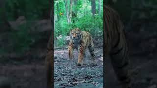 Tiger Attacking Kid In Jungle #raailaxmi #shorts Mirugaa #trendingshorts