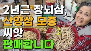 2년근 장뇌삼모종 산양삼모종 모종 씨앗 판매합니다[산지직송] 인삼씨앗 장뇌삼씨앗 산양삼씨앗 산삼씨앗