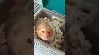 This Is My Other Pet Hamster