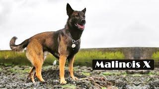 9 important Things you didn’t know about | German Malinois Dog |  Malinois X