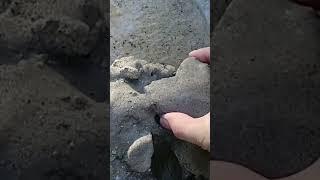 Fossil Hunters Discover INCREDIBLE Blue Megalodon Shark Tooth! #treasure #history #megalodon