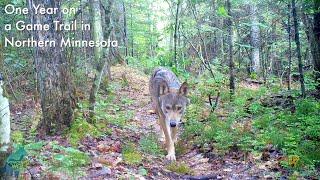 One year on a game trail in Northern Minnesota