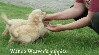 Wanda Weaver's Goldendoodle Puppies