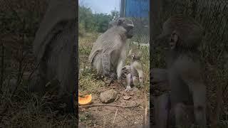 Baby monkey realises he is not with his foster mom