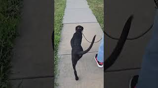 Missy takes us for a walk. #dog #lab #pets #labrador #labradorretriever