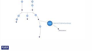 Estrogen Metabolism Trait - Pure Encapsulations