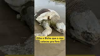 Olha o animal que encontrei na praia