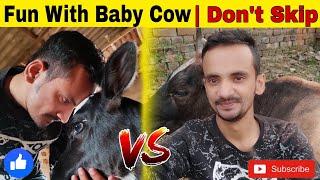 Will Have Fun With Baby Cow | Cow Farming Vlog | @Ryn242