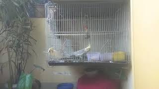 How Cockatiel playing !!