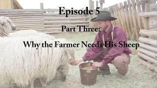 Ask Farmer Steve: Why a Farmer Needs His Sheep