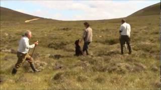 Irish Setter Glen Novice Trial Dorback 04 August 2011