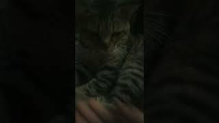 cute and lovely kitty | petology