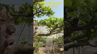 Cây Si ta giá cực rẻ. Gọi ngay TRẦN HIỆP BONSAI 039 9903128 #bonsai #shorts