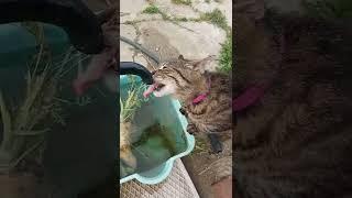 Невероятно! кошка пьет воду из советского крана! cat drink water