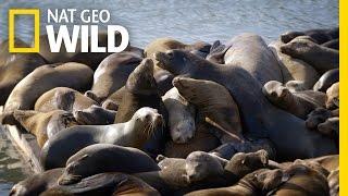 Sea Lions of San Francisco | United States of Animals