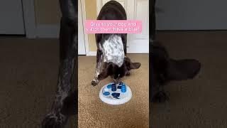 Dog enrichment idea: TRIXIE dog puzzle! #dogshorts #dogenrichment #dogactivities #doggames #doglife