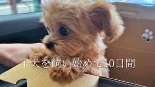 【ご報告】家族が増えました| 子犬を飼い始めて10日間|子犬と過ごすOLの日常| vlog