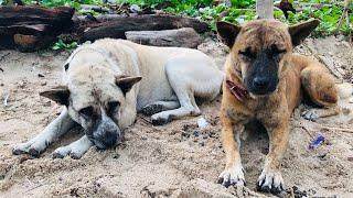 One bite of food, One happy heart | Feeding homeless dogs ️