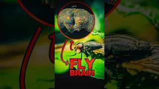 We Mapped a Fly's BRAIN